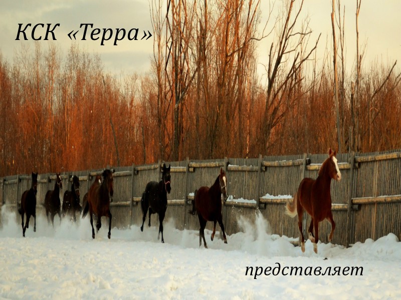 КСК «Терра»          представляет